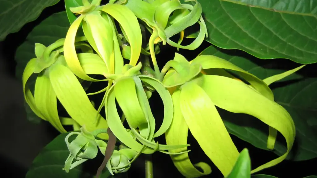 Green-yellow ylang-ylang flowers against dark foliage