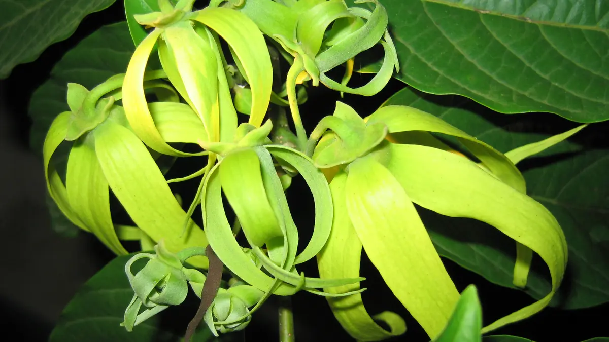 Green-yellow ylang-ylang flowers against dark foliage