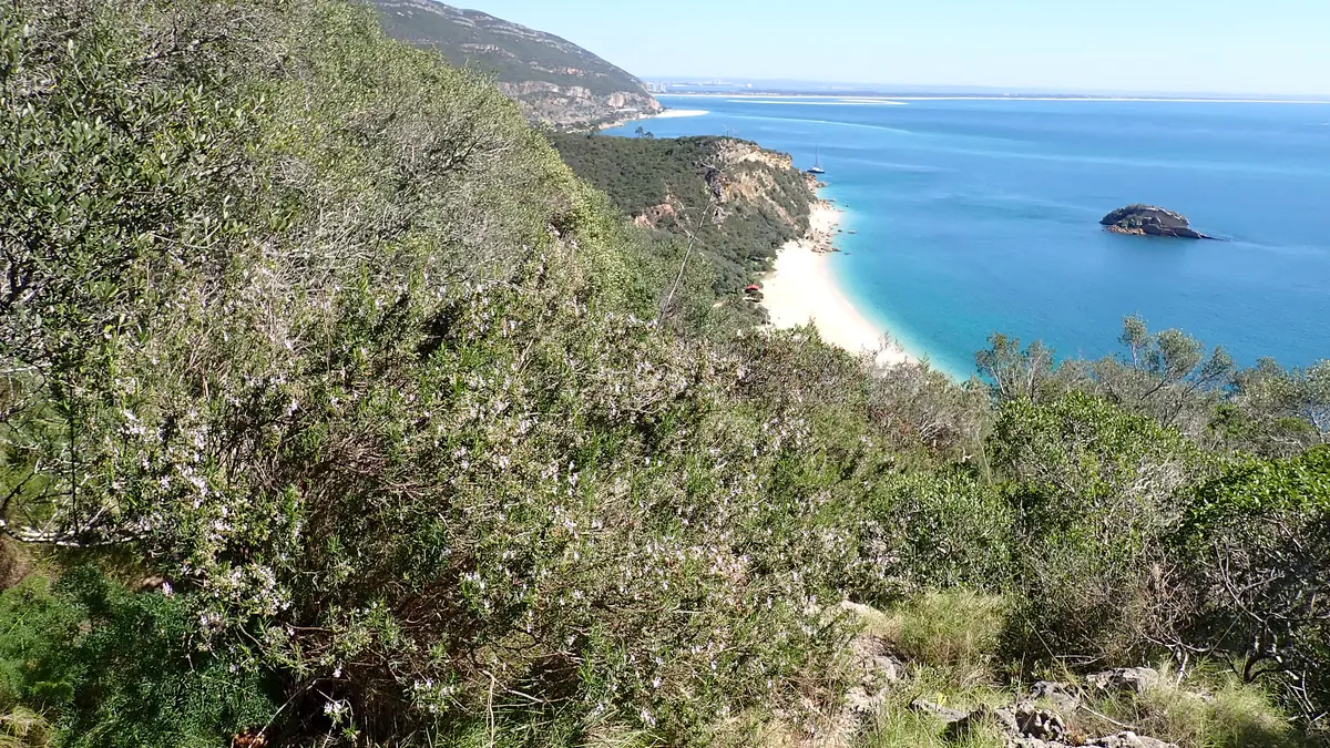 A flowering rosemary shrub growing beside a rocky coast