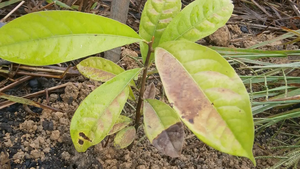 A young Aniba rosaeodora rosewood plant