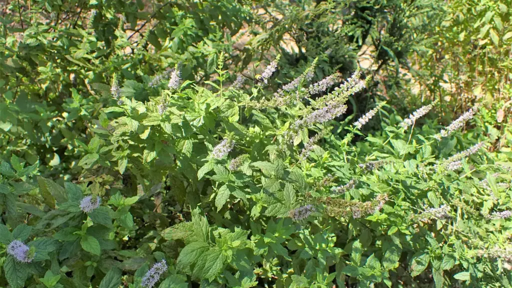 Green spearmint leaves and flower spikes