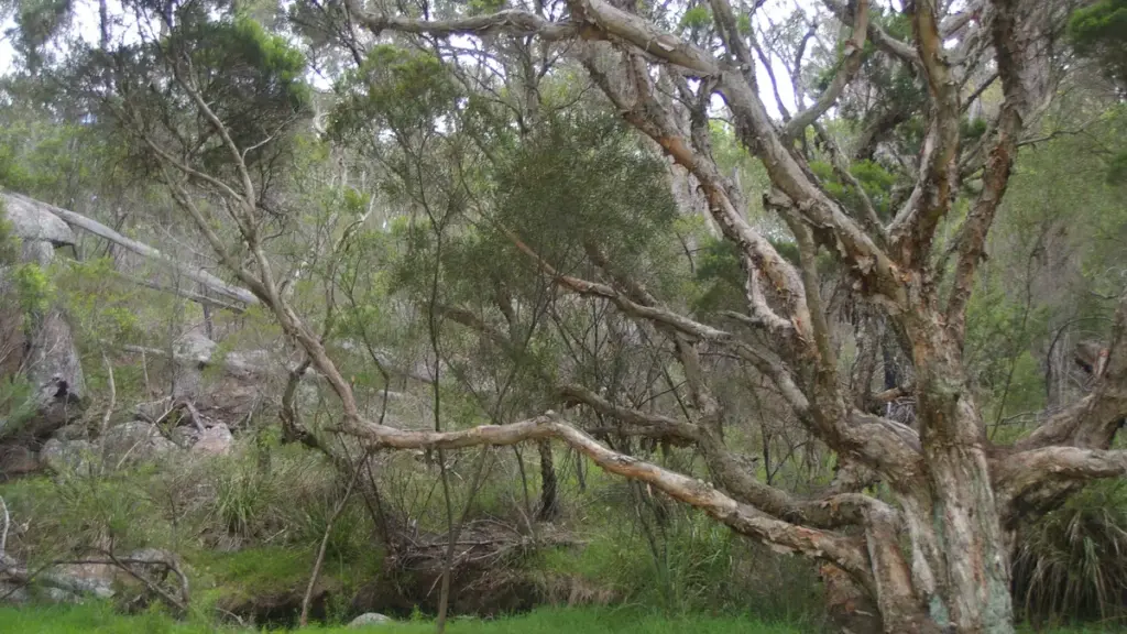The leaves and branches of a Melaleuca alternifolia tea tree