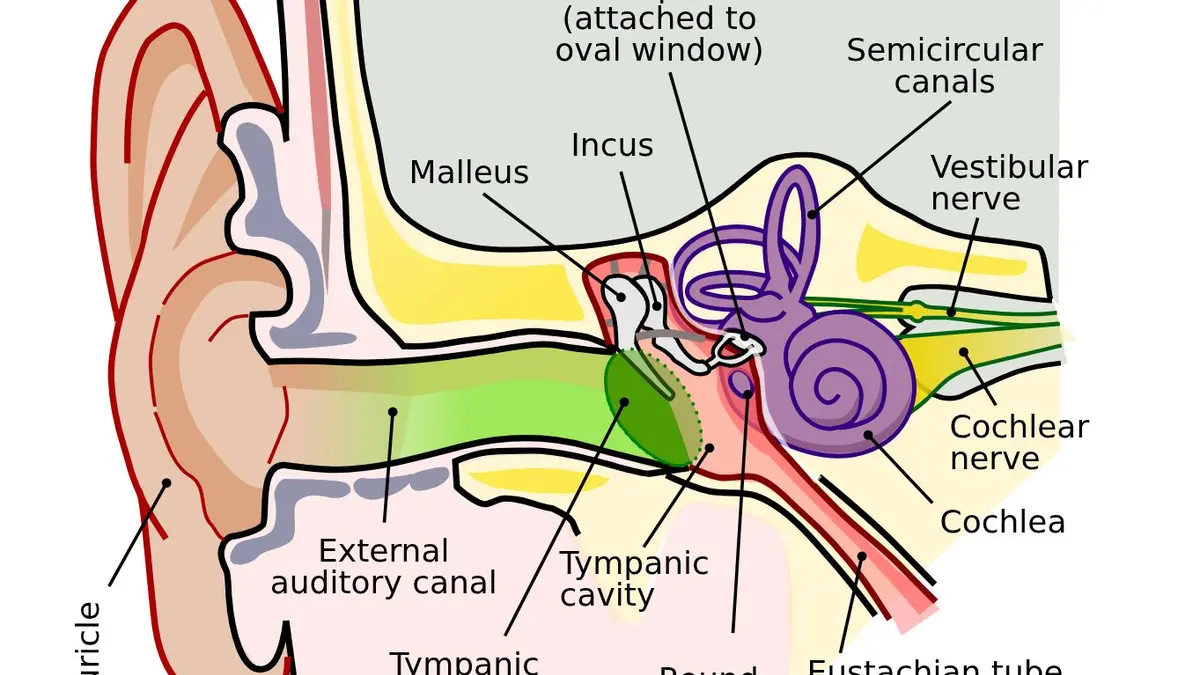 Essential Oils and Tinnitus: A Guide to the Claims