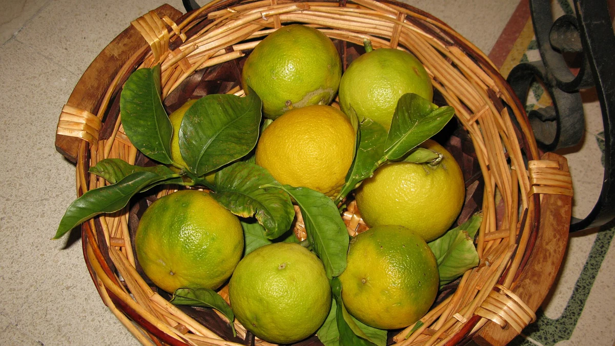 Bergamot Oil for Anxiety: Positive Trials, Negative Findings and Safety