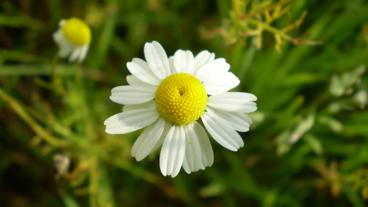 Chamomile for Anxiety: What Extract, Tea and Essential-Oil Studies Show