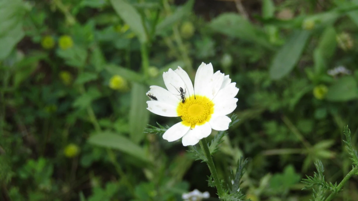 Chamomile Oil for Eczema: Cream Trials, Allergy and Evidence Limits