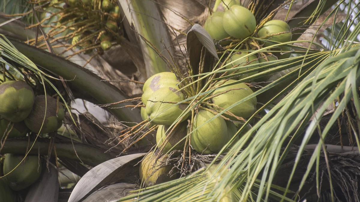 Coconut Oil for Psoriasis: Moisturising Evidence and the Phototherapy Trial