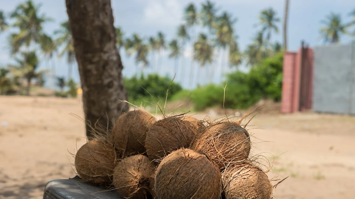 Coconut Oil for Wrinkles: Moisturising Evidence versus Anti-Ageing Claims