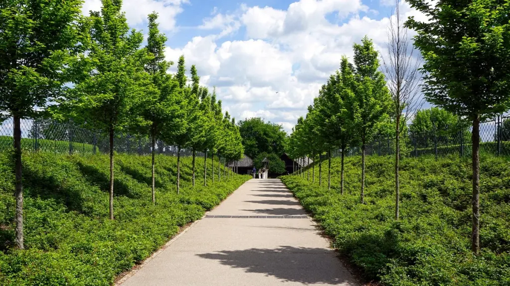 A paved path between rows of trees in a park