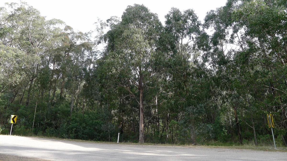 Eucalyptus Oil for Sinusitis: Cineole Capsules versus Inhalation