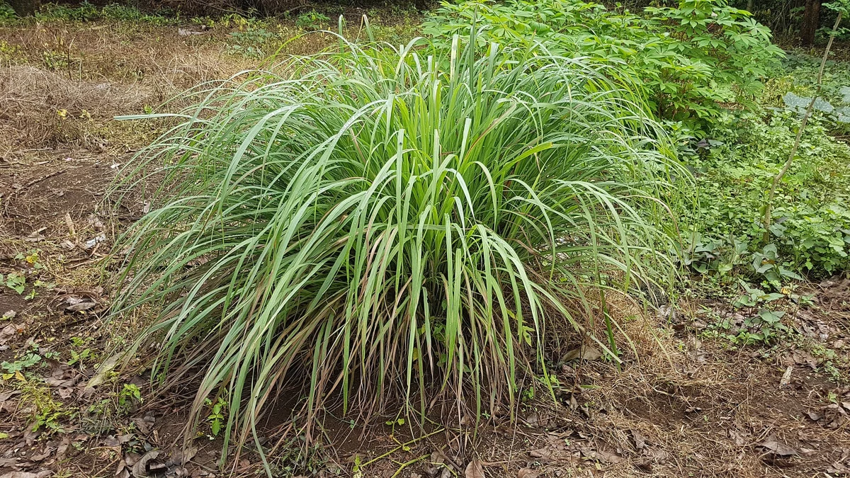Lemongrass Oil for Relaxation: Human Studies and Their Limits
