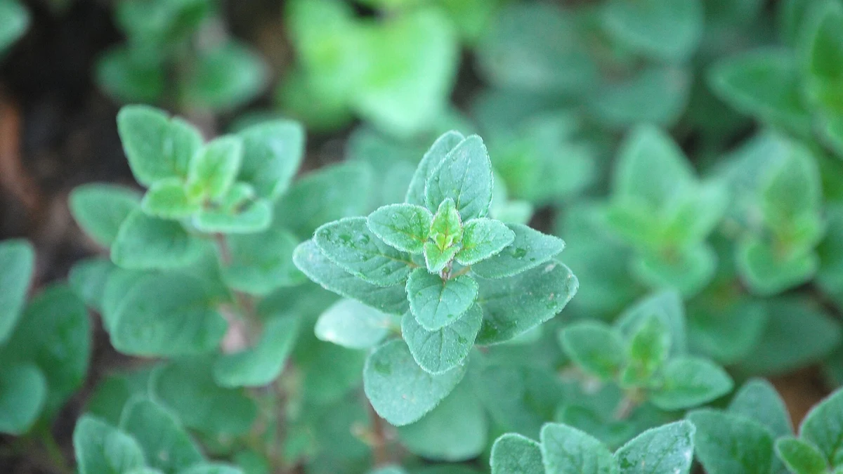 Soft green marjoram leaves growing in a garden