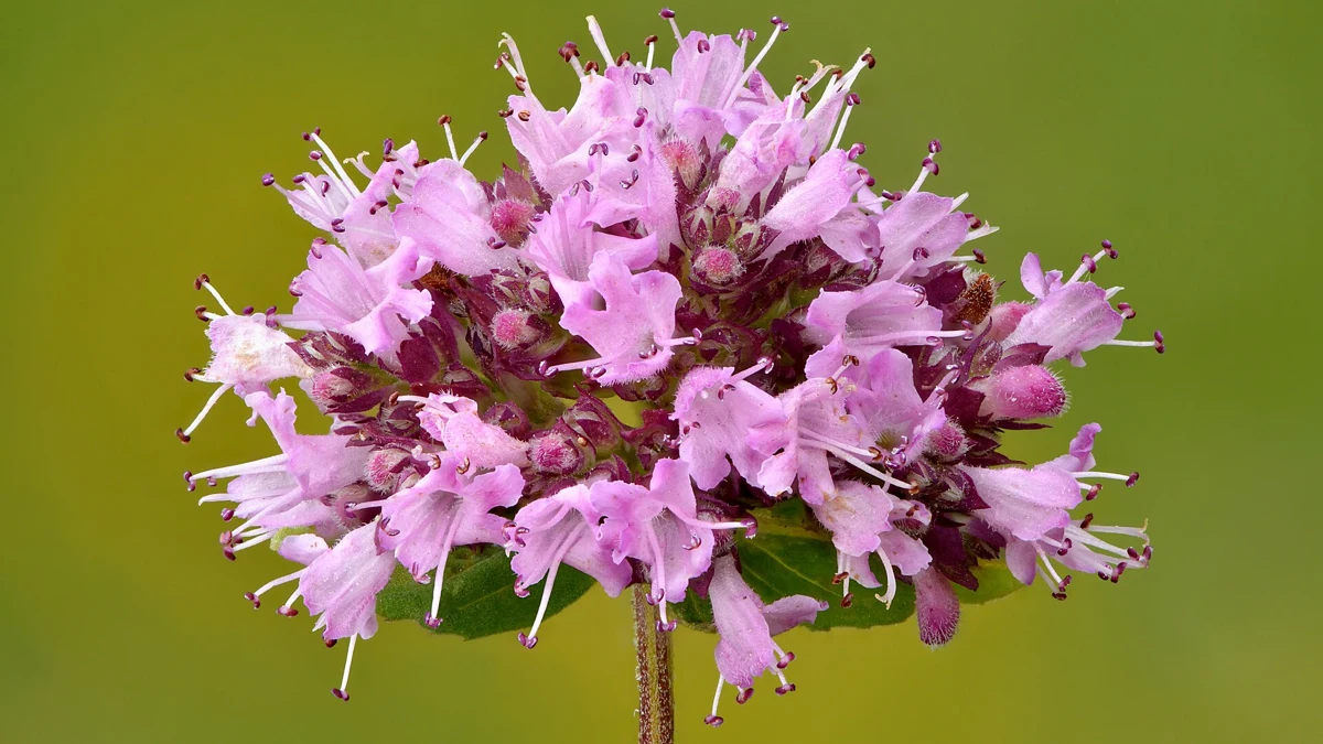 Oregano Oil for Toenail Fungus: Laboratory Promise and the Missing Clinical Proof