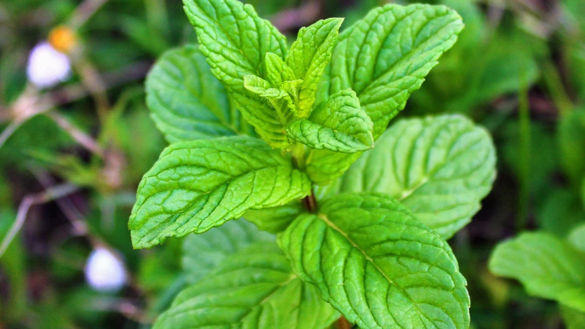 Peppermint Oil for Headaches: Tension Headache versus Migraine
