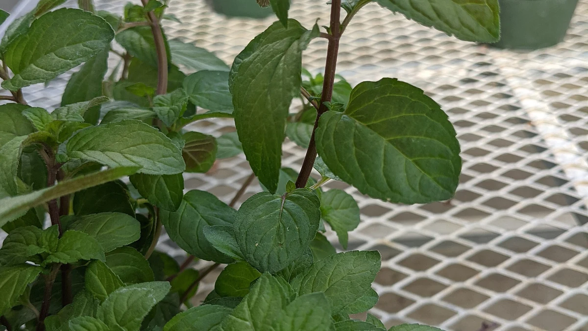 Peppermint Oil for Nausea: What Surgery, Chemotherapy and Pregnancy Trials Show