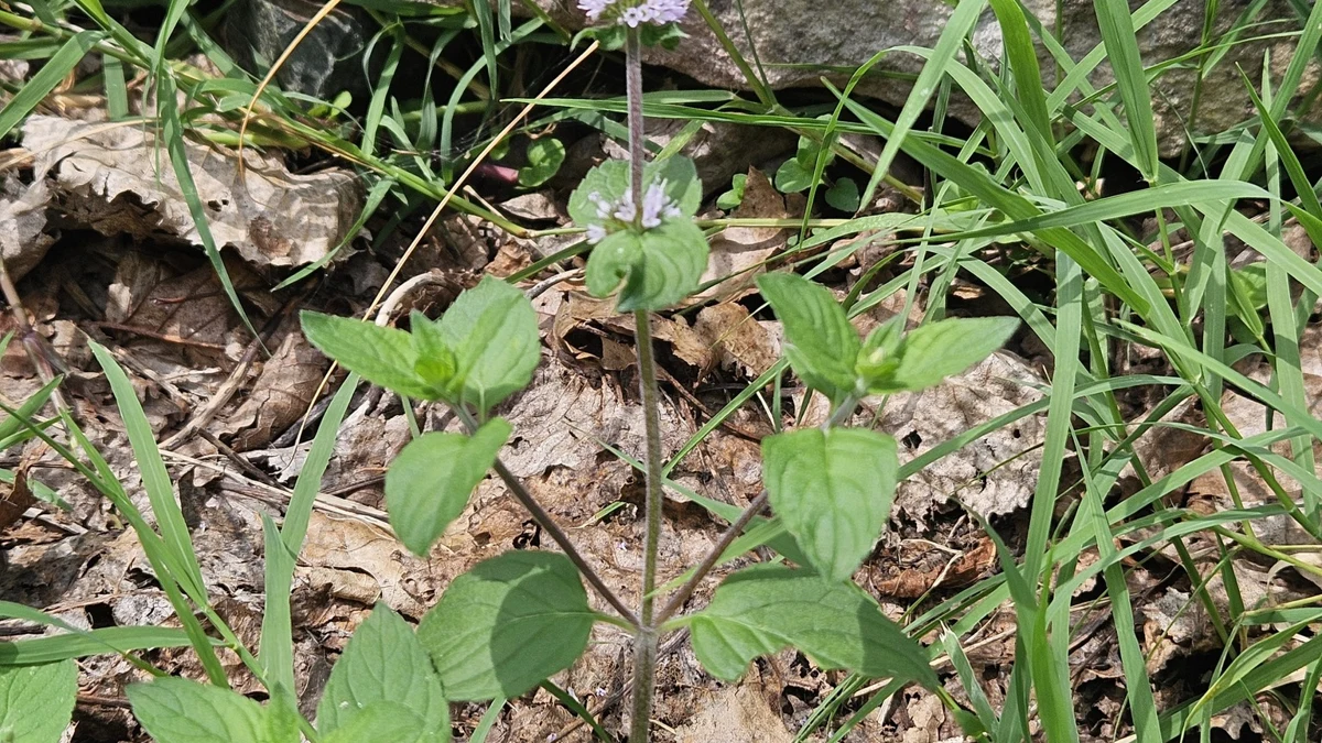 A peppermint plant growing outdoors