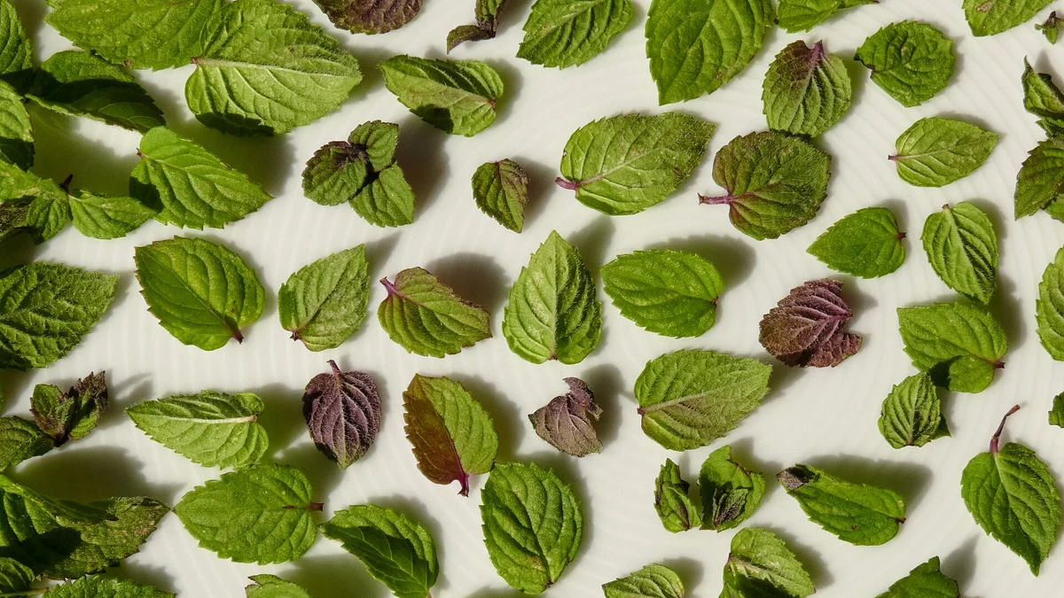 Peppermint Oil for Relaxation: Positive Anxiety Trials and Important Limits