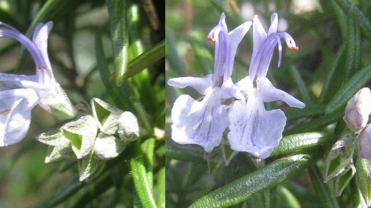 Rosemary Oil for Hair Growth: What the Trials Actually Show