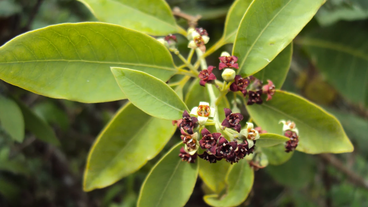 Sandalwood Oil for Eczema: The Pilot Study and the Placebo-Controlled Results
