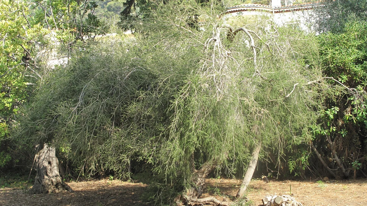 Tea Tree Oil for Athlete’s Foot: Symptom Relief, Fungal Cure and Safer Options