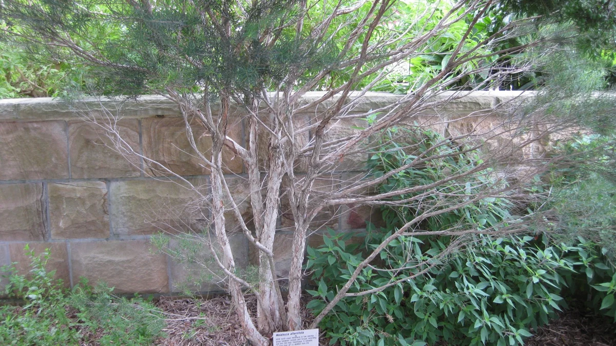 A tea tree growing beside a stone wall