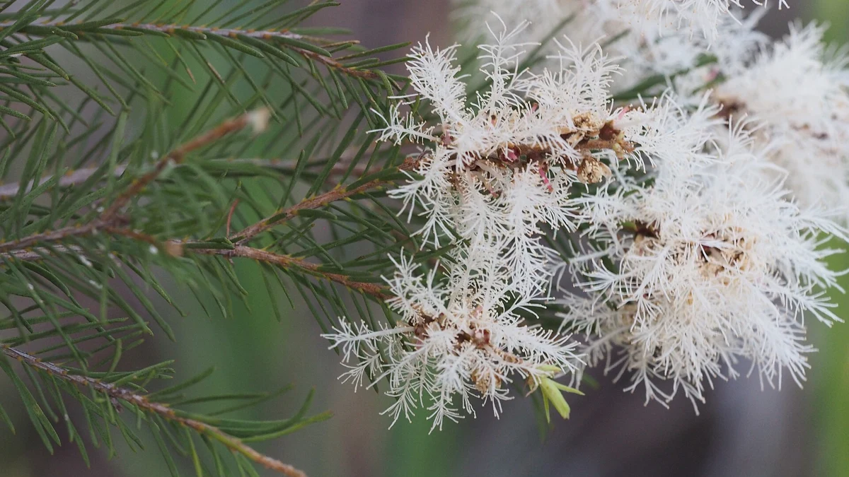 Tea Tree Oil for Eczema: What the Contact Dermatitis Studies Actually Show