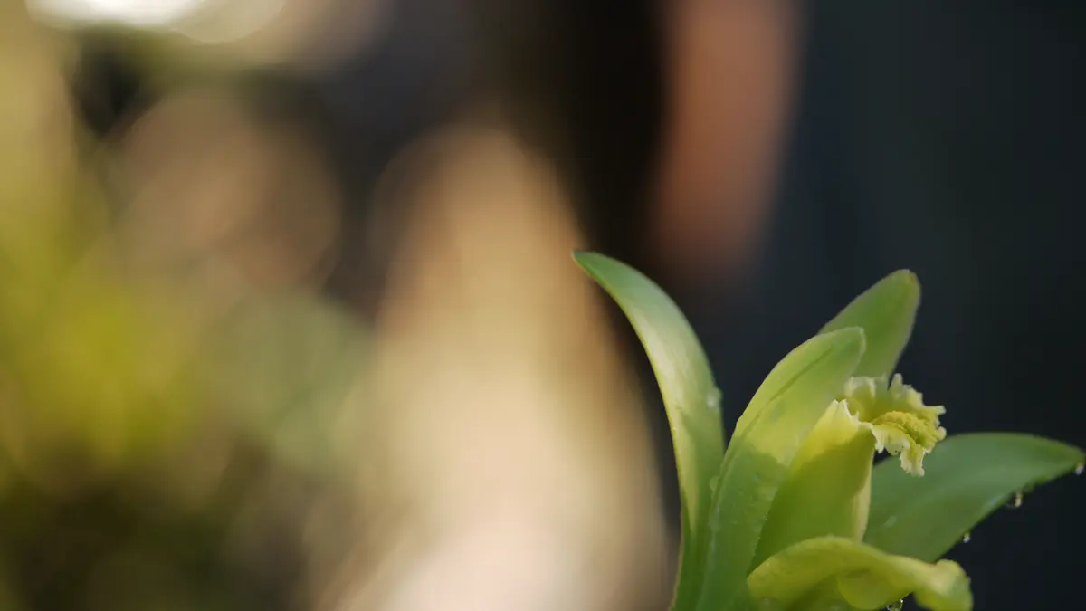 A pale green Vanilla planifolia orchid flower