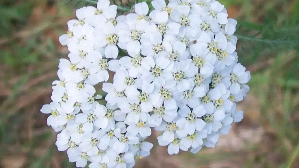 A close view of a white yarrow flower head