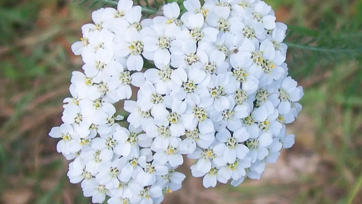 A close view of a white yarrow flower head